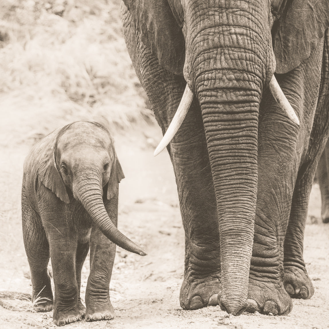 Wooden framed elephant print