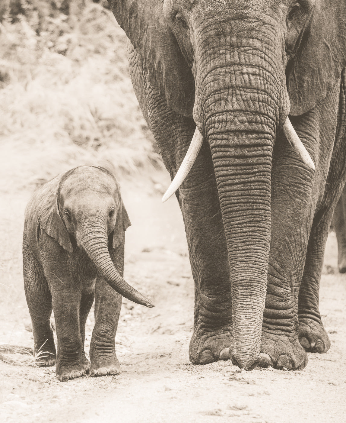 Wooden framed elephant print