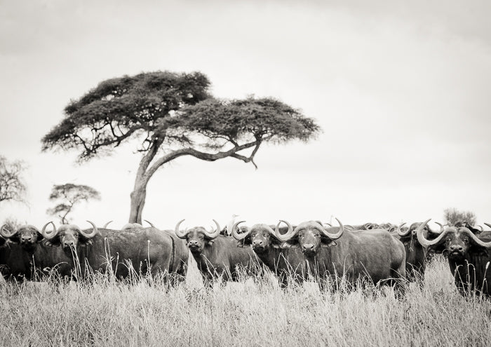Wildlife artwork online