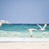 Sea wings