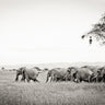 The charge of Elephants