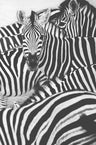 The sea of zebras