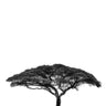 Acacia