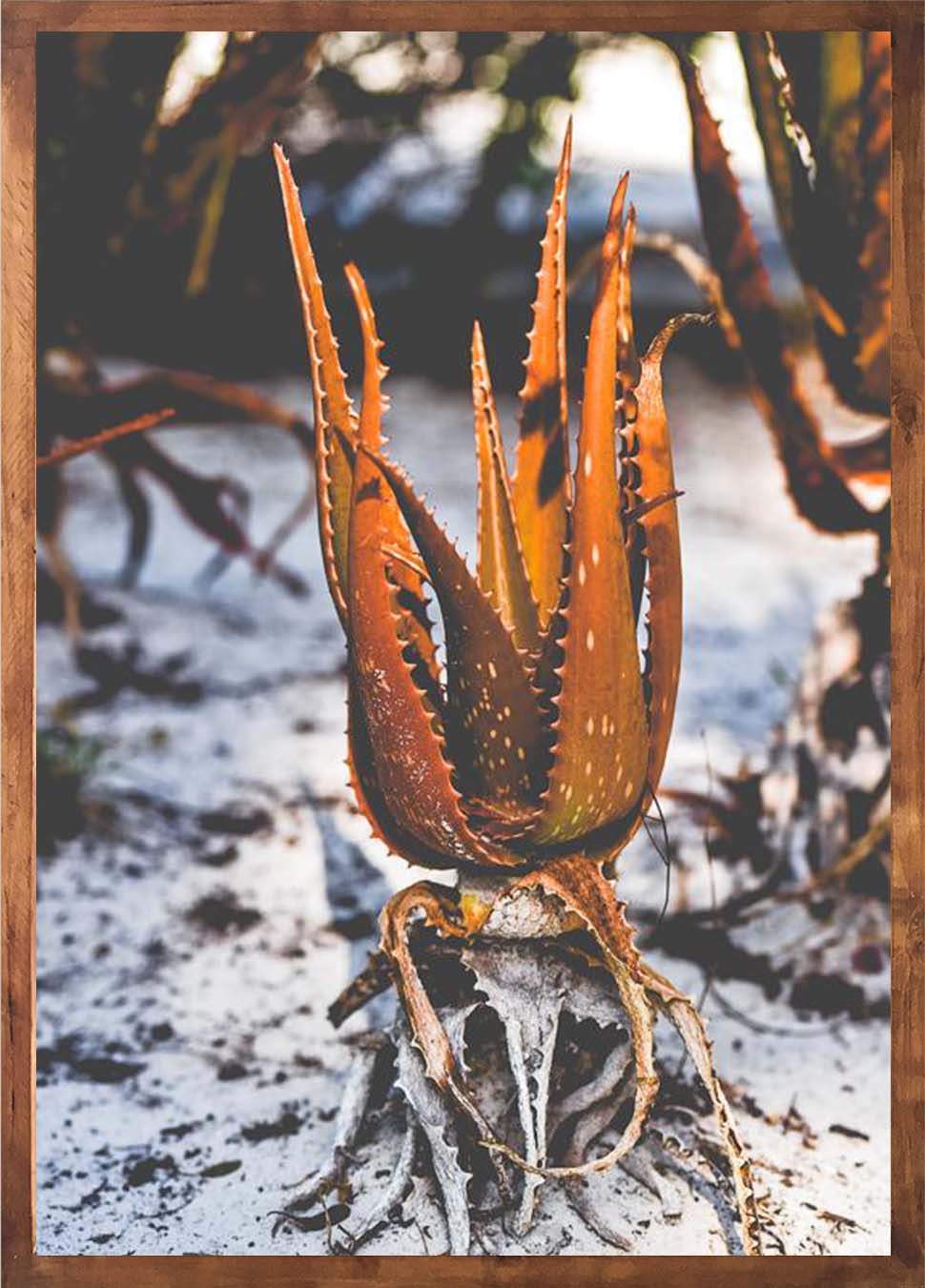 Beach aloes set – African Artwork SA