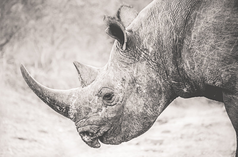 Wildlife art prints online