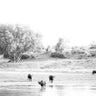 Buffalo Landscape
