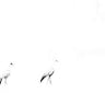 Crane Pair