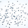 Delta Migration