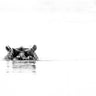 Hippo Reflections