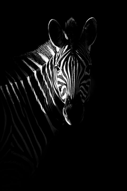 Zebra profile – African Artwork SA