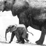 Mothers Love