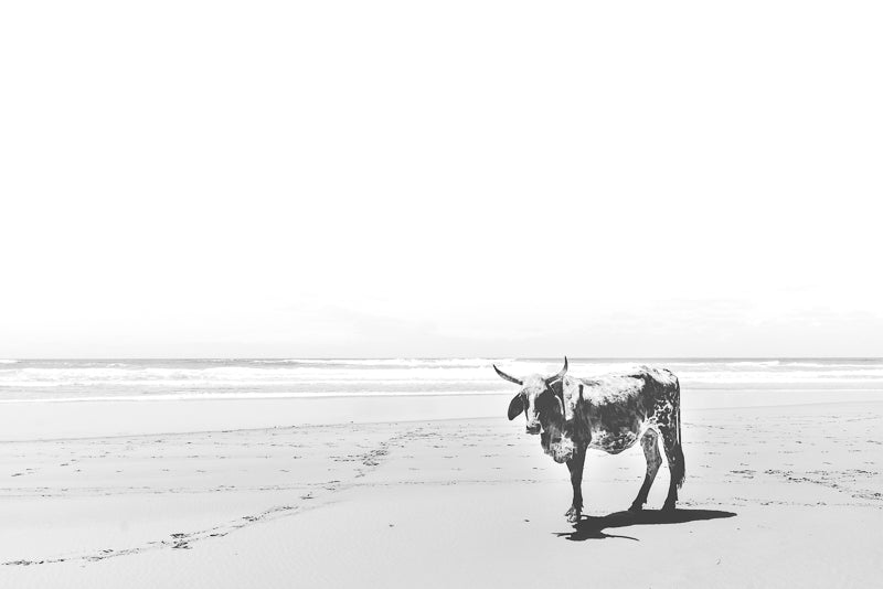 Wall art Nguni south africa online