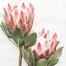 Pair of Proteas
