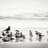 Sea birds fine art photography