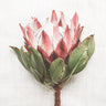 Proud Protea