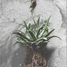 Red Hot Poker