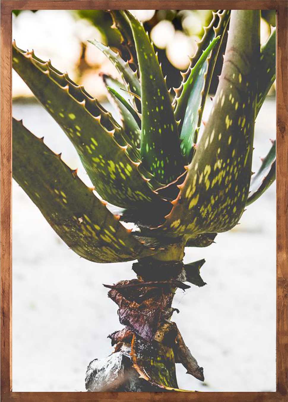 Beach aloes set – African Artwork SA