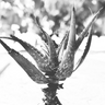 Beach aloe