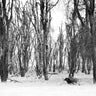 Buffalo forest