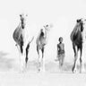 Turkana Camels