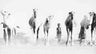 Turkana Camels
