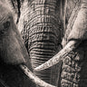 Tusks
