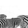 Walking Zebras