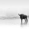 Gnu