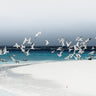Island nesting (colour)