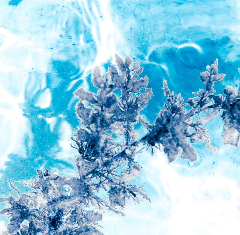 Seaweed imagery online