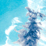 Seaweed and coral images