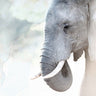 Elephant whisper (limited edition)