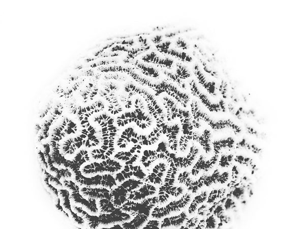 Coral art