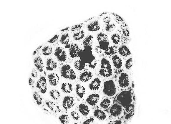 coral artwork online