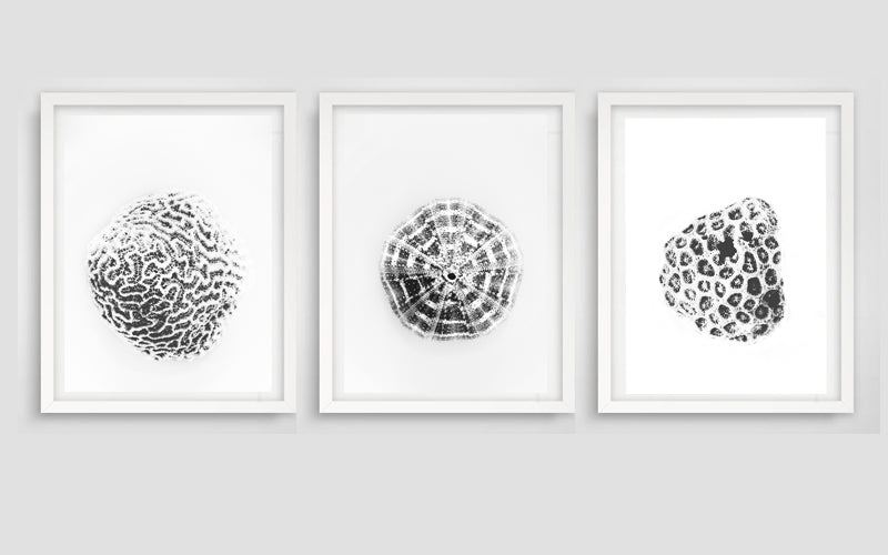 shell artwork south africa