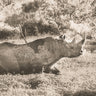 Black rhino print