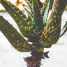 Sand aloe